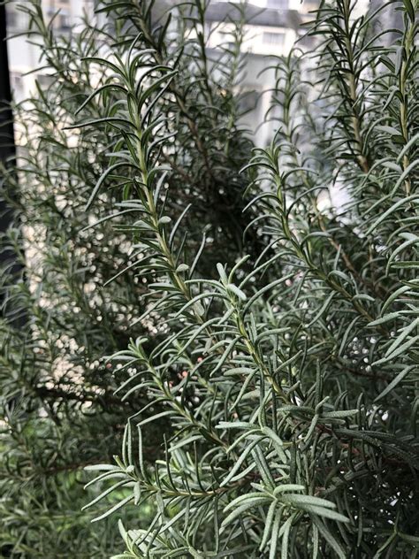 西曬陽台 植物|西曬陽台植物指南：選擇與照顧西曬陽台的大型植物